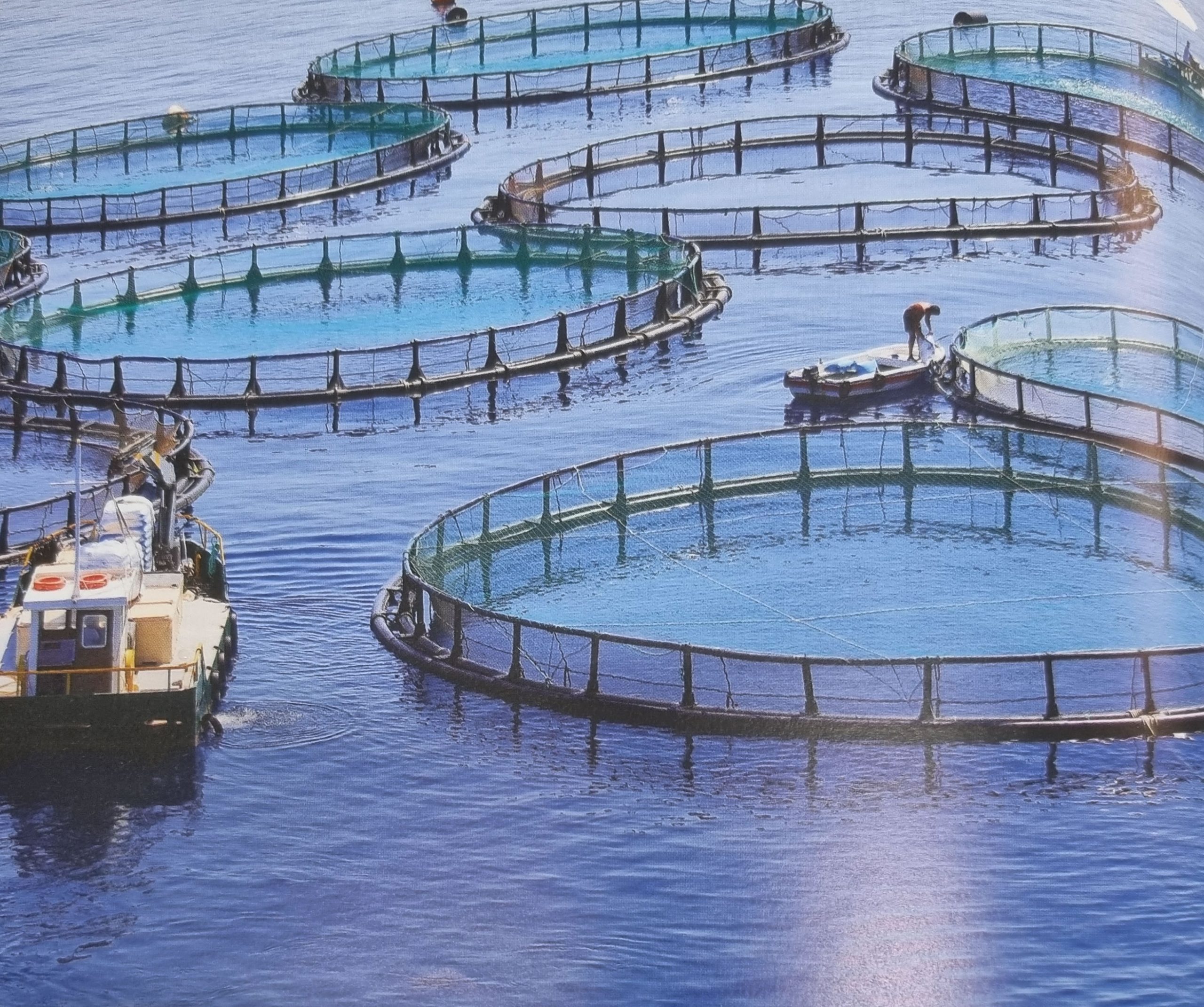 Impianto di acquacoltura a Margherita di Savoia